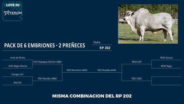 Lote LOTE 20