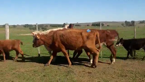 Lote 12 piezas de cria con hembras hereford y cruzas