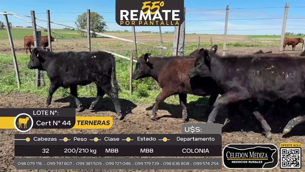 Lote 32 Terneras en Campana, Colonia
