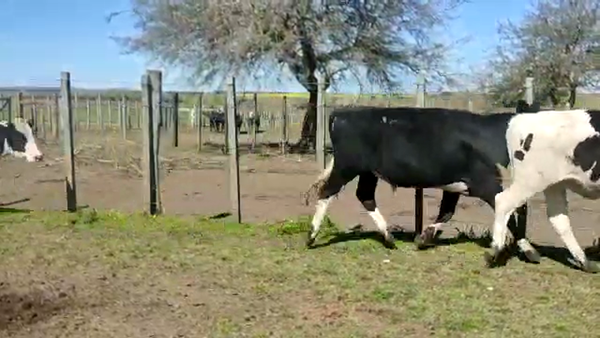 Lote 27 Novillos HOLANDO 284kg - , San José