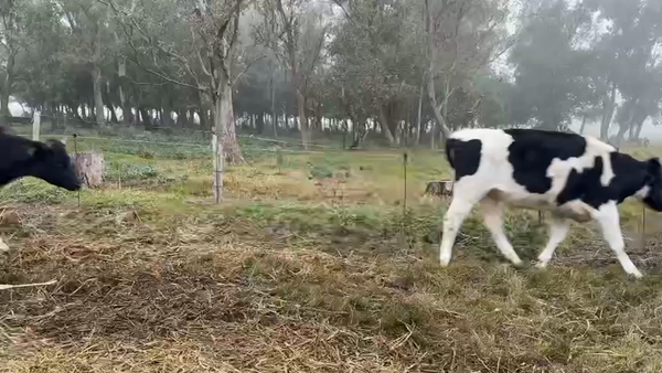 Lote NOVILLOS 2 a 3 AÑOS