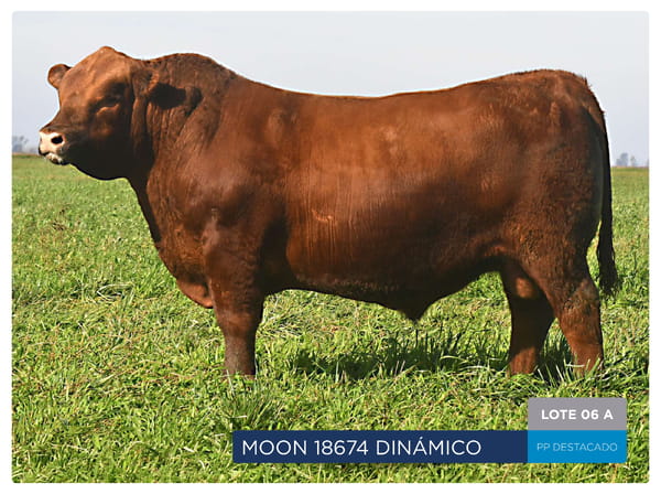 Lote RP 18674 Y 18628 Toro PP