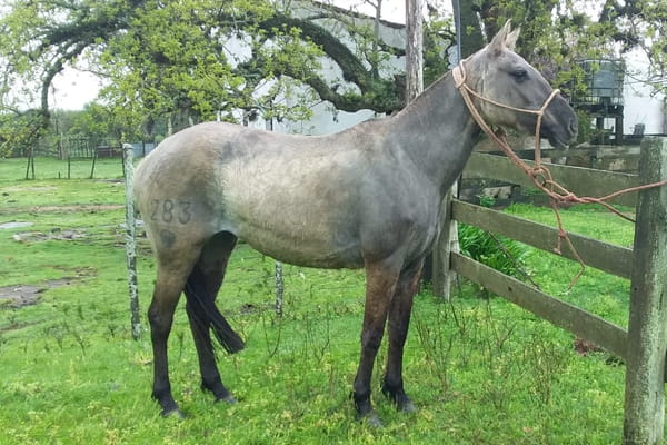 Lote Cabaña "Los Ceibos" - RP 283 - ESPIGA DEL CEIBAL