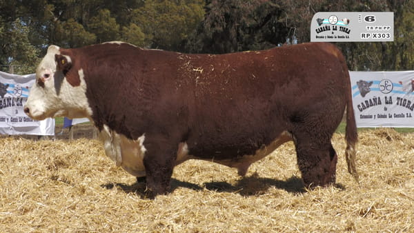 Lote MACHOS POLLED HEREFORD  PUROS DE PEDIGREE
