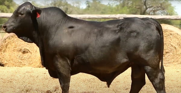 Lote TOROS DE 2 AÑOS