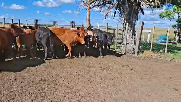 Lote VAQUILLONAS