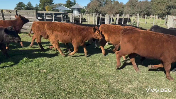 Lote 65 Novillitos