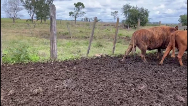 Lote VACAS INVERNADA