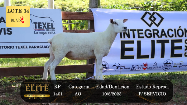 Lote LOTE 34