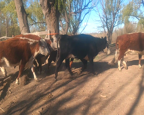 Lote Vacas con garantía de preñez y terneros al pie  "Est. Don Francisco de Saraleguy José Luis"