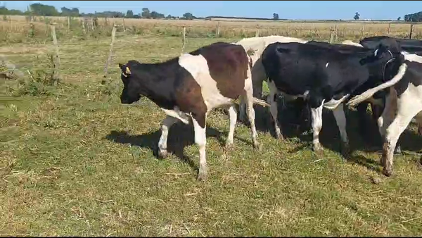 Lote 10 Terneros Holando en Ruta 1 Km 61