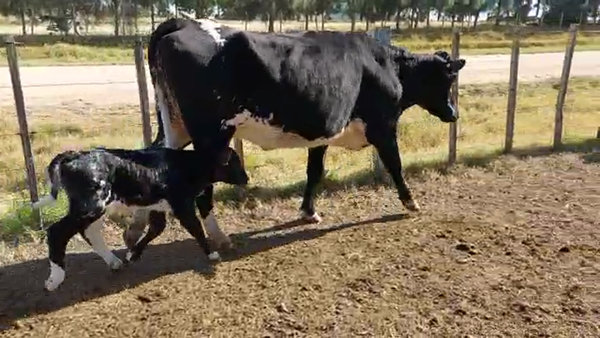 Lote 2 Piezas de cría CRUZA 400kg - , San José