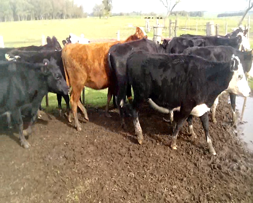 Lote 11 Vaquillonas en Colonia