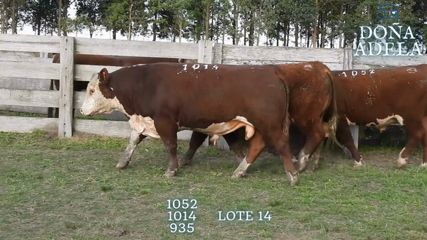 Lote TOROS POLLED HEREFORD