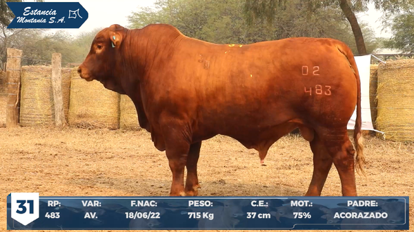 Lote LOTE 31
