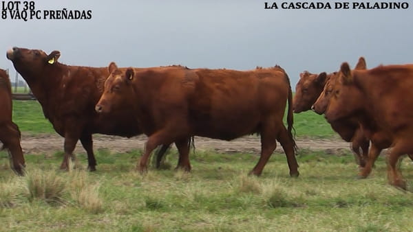 Lote VACAS PREÑADAS