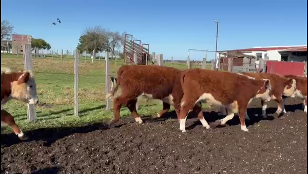 Lote TERNEROS