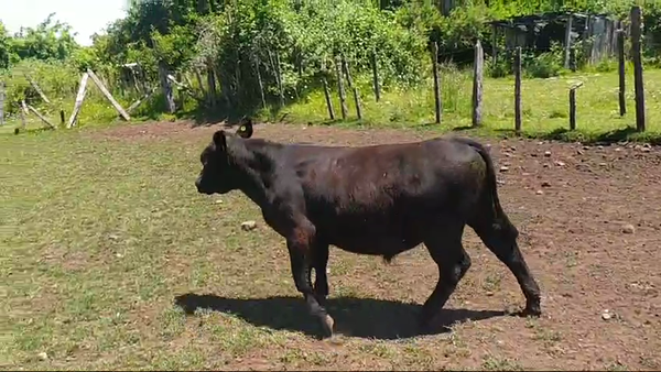 Lote 65 Ternero en Fresia, X Región Los Lagos