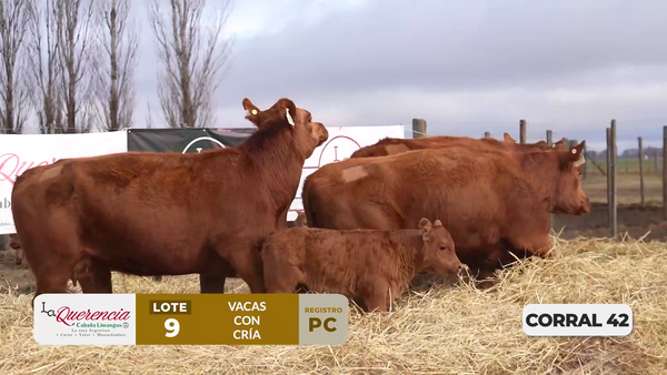 Lote VACAS PC PARIDAS DE PRIMER PARTO