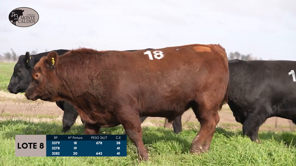 Lote Toros Puro controlado