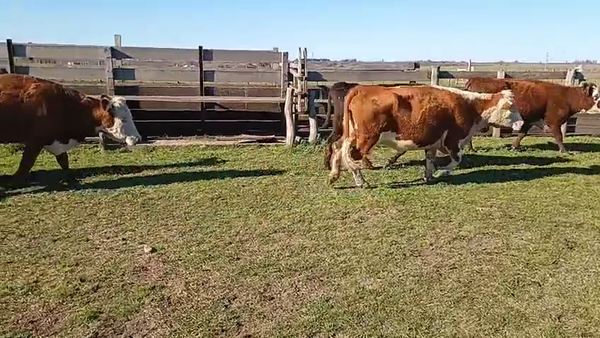 Lote 32 Vacas de invernar