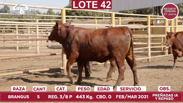 Lote Reproductores de Alborada - Lote 42