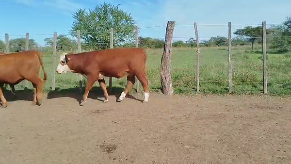 Lote 75 Terneras en Corrientes, Curuzú-Cuatiá