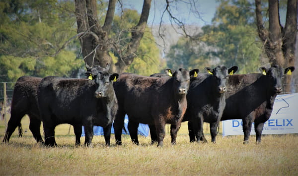 Lote "Cabaña ""Don Felix"" Vaquillonas PC"