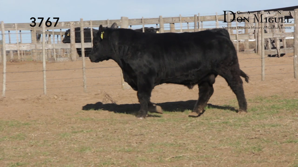 Lote TOROS PUROS DE PEDIGREE