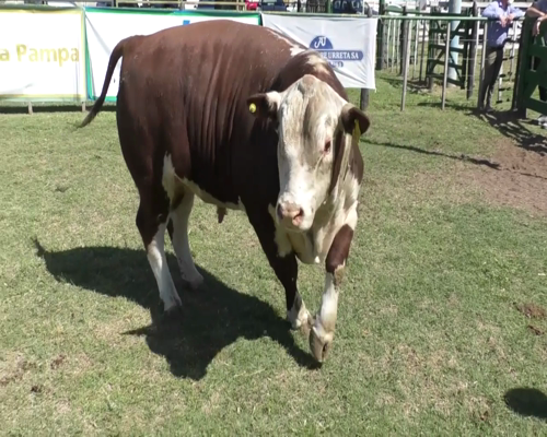 Lote Toro Polled Hereford PR Gran Campeon - PR 54 - Cabaña El Recuerdo