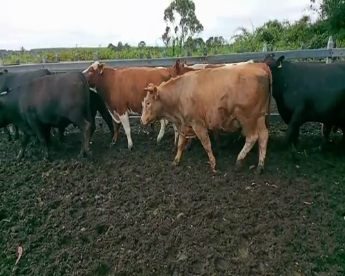 Lote 20 Novillo Gordo en Osorno, X Región Los Lagos