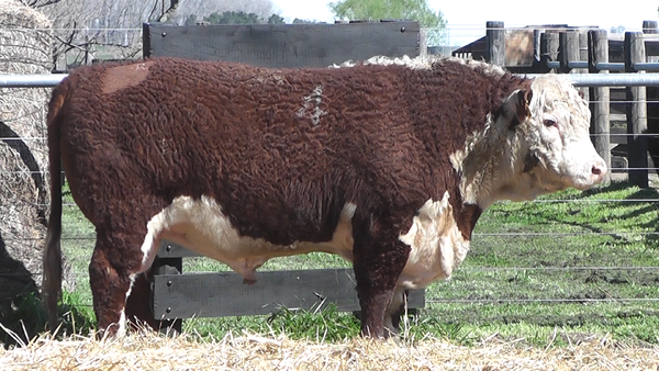 Lote TOROS P. HEREFORD PURO REGISTRADO