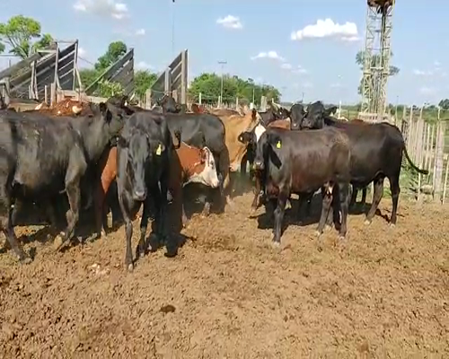 Lote 32 Vacas de invernar en Tintina, Santiago del Estero