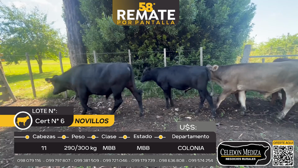 Lote 11 Novillos en Tarariras, Colonia