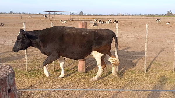Lote 4 Vaquillonas preñadas Holando Argentino en Brinkmann, Córdoba