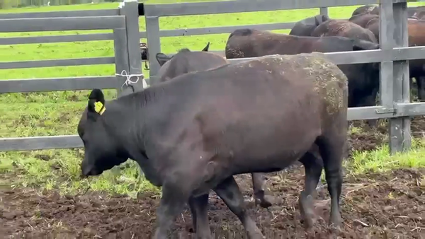 Lote 2 Vaquilla Encaste