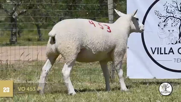 Lote Borregas, Canelones