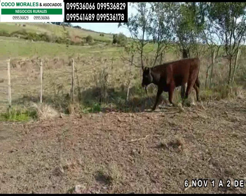 Lote 6 Novillos en Media Agua, Colonia