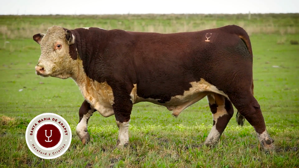 Lote TOROS SANTA MARIA DE ARAPEY