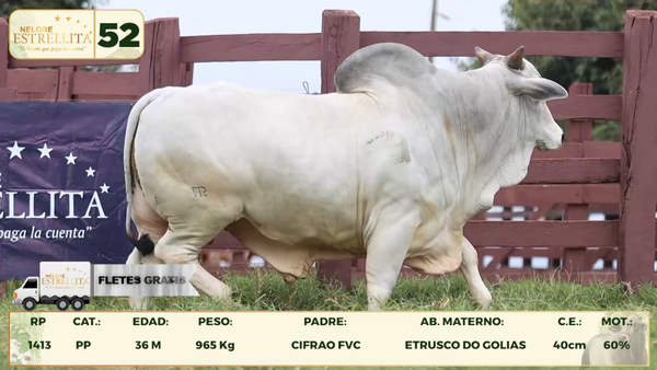 Lote LOTE 52