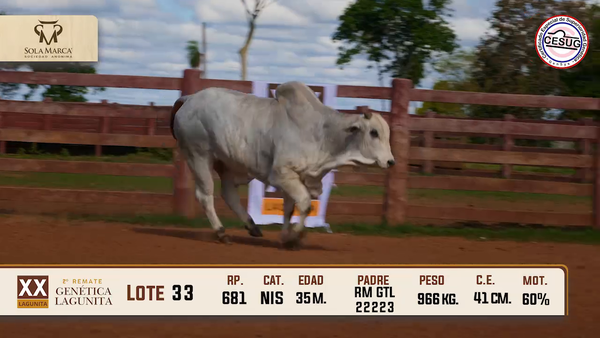 Lote Lote 33