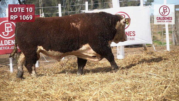 Lote Toro PR