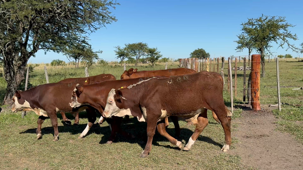 Lote 0 Terneros en Corrientes, Curuzú-Cuatiá