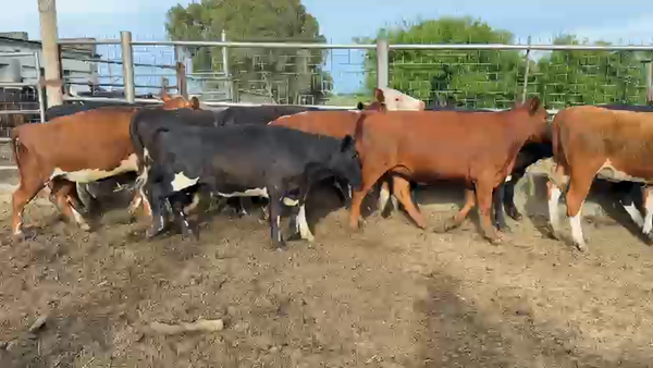 Lote VAQUILLONAS 1 a 2 AÑOS