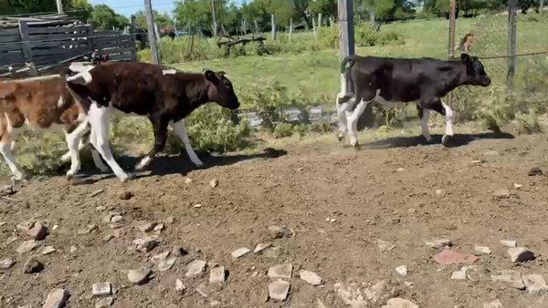 Lote TERNEROS