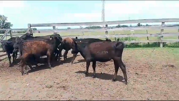 Lote (Vendido)10 Terneros y Terneras Cr AA en Chamizo