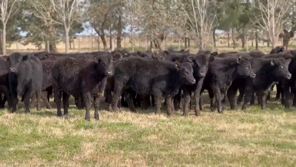 Lote 100 Terneras