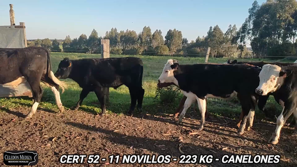 Lote 11 Novillos 1 a 2 años en Canelones
