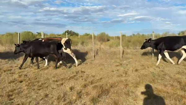 Lote NOVILLOS 1 a 2 AÑOS