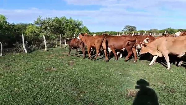 Lote 57 Novillitos en Corrientes, Sauce